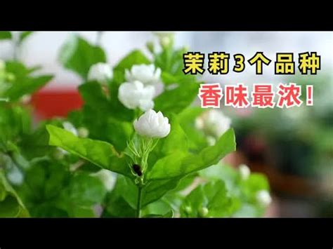 茉莉花 風水